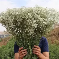 满天星鲜花干花云南基地直发家庭家用拍照家居摆设千万星 白色千万星 （半斤长65cm）发半干