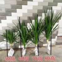 精品室内客厅大型绿植多头龙须树盆栽龙铁龙血树盆栽阳台 流量款[50厘米一棵] 不含盆