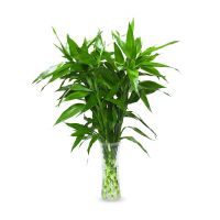 富贵竹花瓶玻璃透明水养植物花卉百合花瓶插花花瓶大号加厚花器 65cm4棵细竹[试养装]
