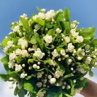 茉莉花鲜花昆明基地直供水养插花家居装饰摆件香味浓郁 茉莉1扎40枝左右