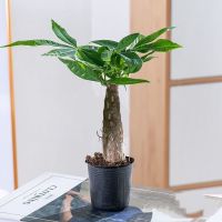 发财树室内外花卉盆景植物盆栽招财树摇钱树花苗客厅绿植四季常青 10厘米独杆发财树 含盆