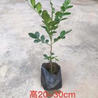 九里香花苗盆栽浓香型带花驱蚊四季开花浓郁香气袭人室内绿植花卉 单枝高20-30cm[1颗]