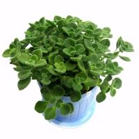 多肉植物碰碰香一抹香盆栽办公室内阳台桌面绿植花卉驱蚊草 蓝色盆 不含盆