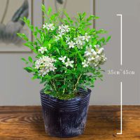 正宗清香胡椒木盆栽防驱蚊草植物好养室内花卉绿植九里香树苗盆景 九里香原盆