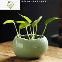 YICHENG水培花瓶器皿陶瓷花瓶创意个性插花水养绿萝植物花器客厅装饰摆件