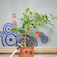 夜来香花苗盆栽驱蚊虫花草植物四季浓香型室内外阳台树苗庭院花卉 3年苗一棵 原土球(送 肥料+生根粉)