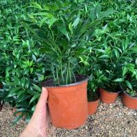 驱蚊竹水培竹柏盆栽室内阳台好养花卉绿植摆件清香鲜花植物 小竹柏一盆13颗左右