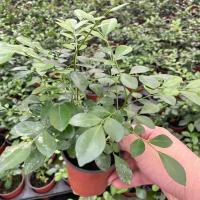 夜来香花树苗九里香夜来香盆栽花卉植物室内驱蚊花苗浓香四季开花 九里香[小盆]当年苗 不含盆