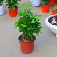 福建龙岩四季常青竹柏盆栽平安竹客厅办公桌净化空气驱蚊耐寒植物 精品竹柏一盆