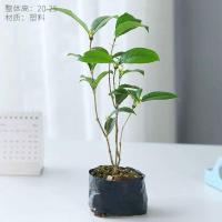 【四季开花】桂花树苗浓香型好养花卉盆栽室内外阳台客厅庭院绿植 四季桂花2年苗【明年开花】一颗 原土发货【四季开花】