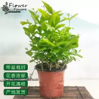 茉莉花盆栽 带盆栽好重瓣茉莉花苗花卉室内植物阳台绿植盆栽 [简易盆]
