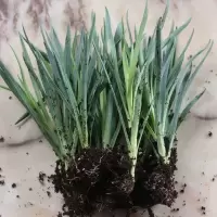 绿植驱蚊草室内薄荷盆栽迷迭香碰碰香满天星康乃馨驱蚊桌面盆栽 康乃馨不带盆