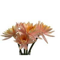 睡莲荷花鲜花切花插花室内客厅办公室水培花卉睡莲花盆栽基地批发 体验装2支(另送1支防损)