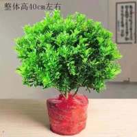 米兰花盆栽四季开花常绿花卉防蚊虫植物室内外浓香型净化空气绿植 米兰6年大苗原土发货(不含盆)