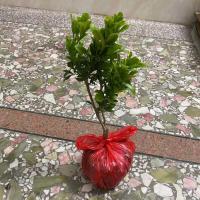 四季开花米兰花盆栽苗绿植四季常青芳香浓郁植物室内阳台驱蚊植物 2年苗15公分高(当年开花)