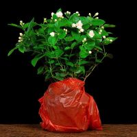 茉莉花盆栽室内客厅桌面阳台夏季开花常青植物浓香型花香驱蚊花卉 茉莉花(不含盆)