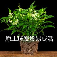 夜来香盆栽花香驱蚊四季青开花不断浓香花卉驱蚊植物花草净化空 夜来香(不含盆)