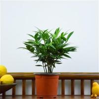 平安竹盆栽小盆景桌面盆栽竹柏树苗办公室内驱蚊植物四季常青绿植 一盆平安竹+基地原盆每盆6-8棵高20cm 含盆
