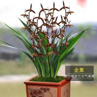 [耐寒耐热]浓香型兰花苗盆栽室内绿植盆栽好养易活四季常青驱蚊 企黑 1苗根少不包活[不推荐]