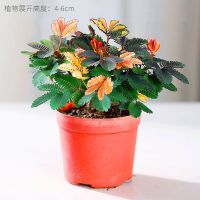 彩虹含羞草盆栽趣味植物阳台室内教室小绿植好养活五彩花卉害羞草 彩虹含羞草(原盆1盆)