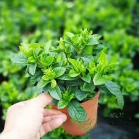 [大盆栀子花带花苞发货]栀子花盆栽室内花卉绿植水培除甲醛植物 小盆栀子花带花苞+原盆原土发[送肥]