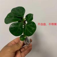 小盼菩提树发财树盆栽植物室内小叶紫檀招财懒人绿植花卉四季常青 单苗1棵