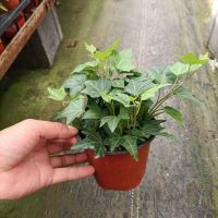 常春藤盆栽室内净化空气四季常青藤蔓植物好养易活吊兰绿植 常春藤[小盆短藤/不含盆]