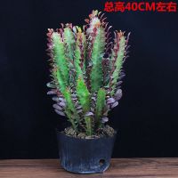 龙骨盆栽办公室内外客厅仙人掌吸甲醛招财植物防辐射净化空气绿植 紫龙骨（不含盆塑料袋）