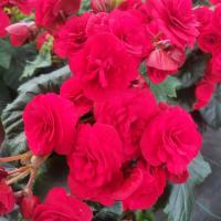 重瓣丽格海棠四季海棠花室内花卉盆栽 13cm盆 随机不带花苞