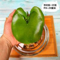 买一送四一叶莲心型睡碗莲水培植物花卉四季开花好养水生植物 6-20公分买一送四[共5片]