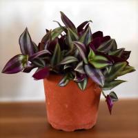 紫叶吊竹梅吊兰绿植盆栽花卉垂吊室内桌面客厅小盆栽净化空气庭院 吊竹梅1盆[原土发货]