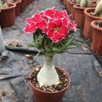 [重瓣沙漠玫瑰]沙漠玫瑰带花观花植物四季开花室内绿植花卉盆栽 1棵原盆土不带花苞[随机1个花色]