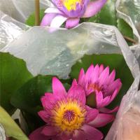 睡莲带花苞 荷花 水培植物鲜花水养 原盆原土 庭院水池塘四季花开 东方红