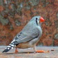 小型鸟珍珠鸟白珍珠灰珍珠驼色珍珠活体鸟宠物鸟观赏鸟成年种鸟[10月14日发完] 灰珍珠公一只送饮水器预防药品