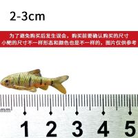 原生态条纹小鲃斗鱼伴侣观赏鱼冷水鱼鱼缸清道夫小鱼活鱼鱼苗批发 条纹小鲃2-3cm 1条送1条防损 收藏产品送鱼食一份