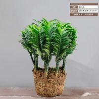 玉蜻蜓盆栽四季常青室内阳台办公耐旱好养吸甲醛净化空气桌面盆栽 1盆玉蜻蜓(不含盆 土球发货)