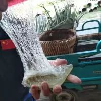 芦荟大中苗室内植物花卉绿植盆栽净化 空气美容芦荟灌肤补水叶片 美容芦荟:300克/2片