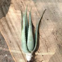 特价五斤一颗库拉索美容芦荟盆栽,一颗,两颗,三颗越多越便宜 一颗五斤