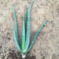 库拉索美容补水祛痘芦荟盆栽植物吸甲醛净化空气芦荟美容灌肤叶片 2年苗22厘米