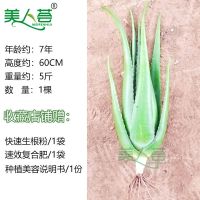 美容院库拉索芦荟吸甲醛盆栽植物室外内盆景绿植花卉灌肤大芦荟苗 7年约5斤重/1棵(+赠品)