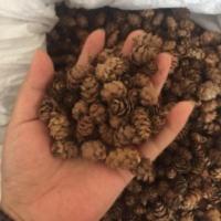 [50个一份]微景观松塔松果干花小松果圣诞装饰迷你款1一1.5厘米 [50个一份]微景观松塔松果干花小松果圣诞装饰迷你款