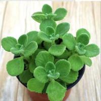 带香味绿植碰碰香室内盆栽客厅除异味净化空气植物驱蚊虫一抹香花 碰碰香一盆[原土发货]