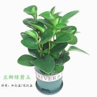 豆瓣绿盆栽吸烟鬼室内桌摆好养多肉绿植花青叶碧玉吸甲醛花卉植物 [加仑盆款/送托盆]豆瓣绿1盆