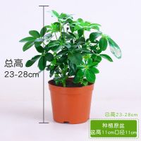 招财盆栽八方来财鸭脚木七叶莲盆栽花卉室内吸甲醛净化空气绿植 八方来财1盆(4株)20cm