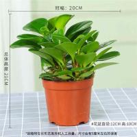 吸烟鬼花卉豆瓣绿青叶碧玉室内植物盆栽好养吸甲醛土培水培防辐射 碧玉(原土盆)
