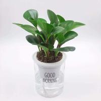 豆瓣绿盆栽净化空气吸甲醛吸烟鬼花室内办公桌摆盆栽绿植四季常青 豆瓣绿+自吸盆(塑料)