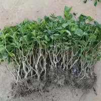 何家茉莉花盆栽横县茉莉花苗重瓣盆景室外内阳台庭院开花卉绿植物 4年苗2棵修剪