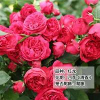 四季开花蔷薇花苗藤本月季花苗爬藤庭院浓香大花阳台花卉盆栽 红龙[藤本] 中苗50-60厘米高当年开花