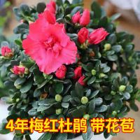[顺丰]杜鹃花盆栽带花苞花卉绿植物室内外客厅阳台四季开花 精品四年梅红杜鹃冠幅15-20CM 中国杜鹃花之乡发货-黑薄盆