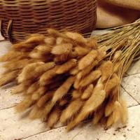 30支6.8兔尾巴草干花花束真花永生花束装饰田园室内客厅摆设插花 30支本色 不含盆